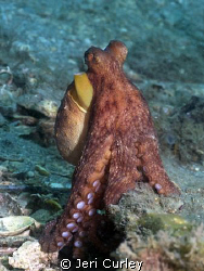 This octopus posed for several shots at Blue Heron Bridge... by Jeri Curley 